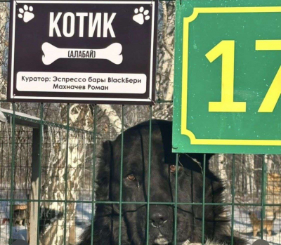 Стать куратором... собачки