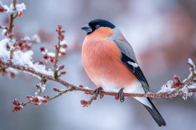 Приметы 12 февраля &mdash; Васильев день: Трехсвятие и звериные свадьбы
