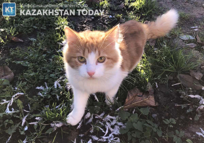 Засунула кота в барабан стиральной машины: в Жетысуской области полиция провела проверку после резонансного видео