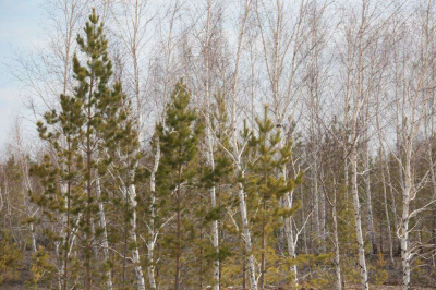 Авиарейды против пожаров