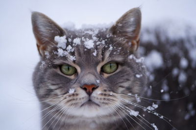 Сильный снег и потепление до -3 градусов ждут Татарстан в ближайшие сутки