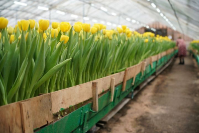 Цветы к празднику: в Челнах к 8 марта посадили 25 тысяч луковиц тюльпанов